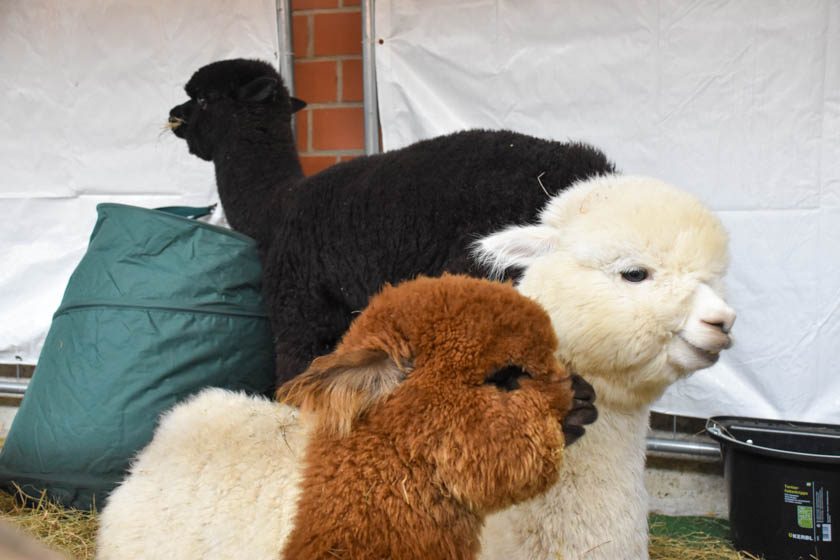 2023-04-08_Alpaka-Show (30 von 76)