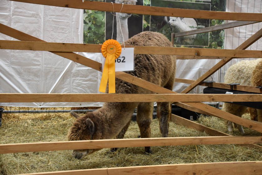 2023-04-08_Alpaka-Show (31 von 76)