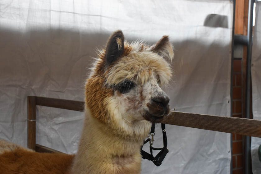 2023-04-08_Alpaka-Show (33 von 76)