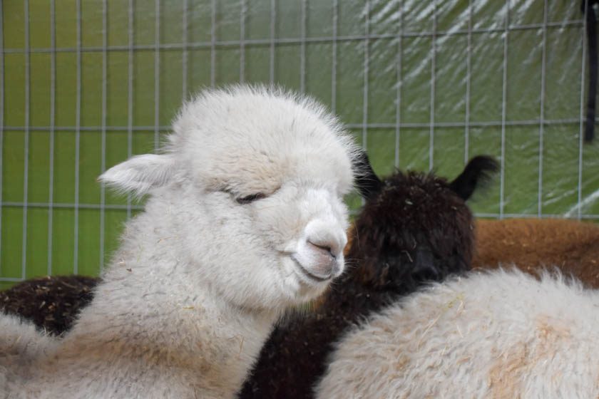 2023-04-08_Alpaka-Show (38 von 76)