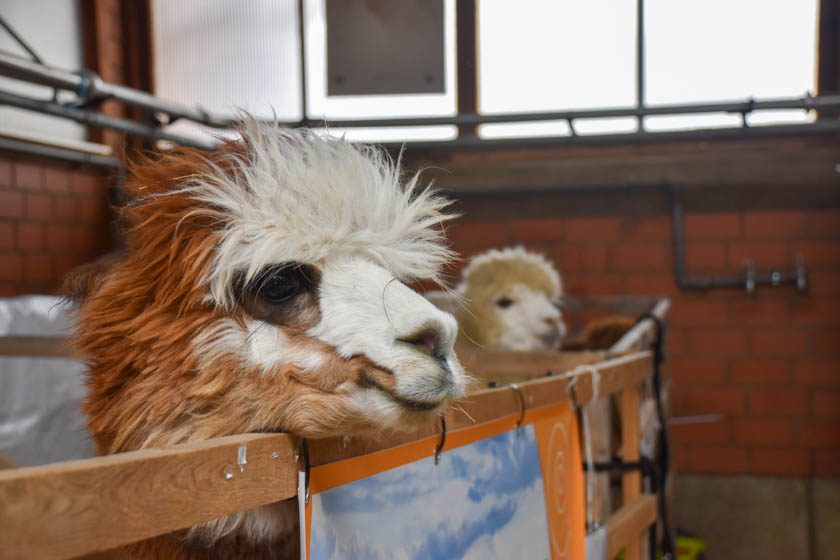 2023-04-08_Alpaka-Show (39 von 76)