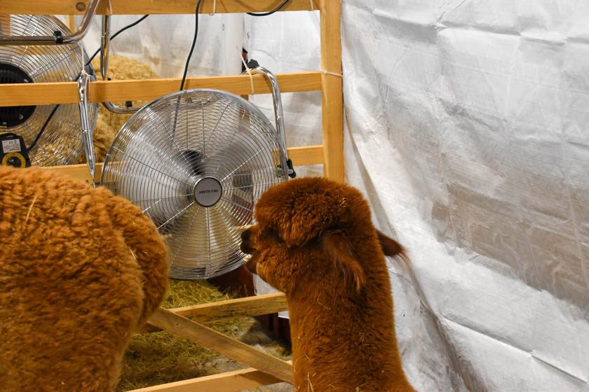 2023-04-08_Alpaka-Show (4 von 76)