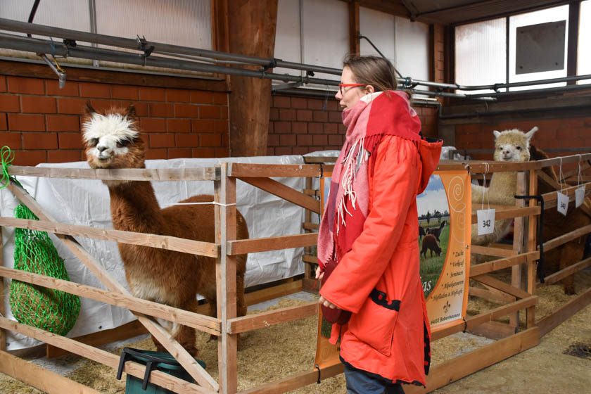 2023-04-08_Alpaka-Show (40 von 76)