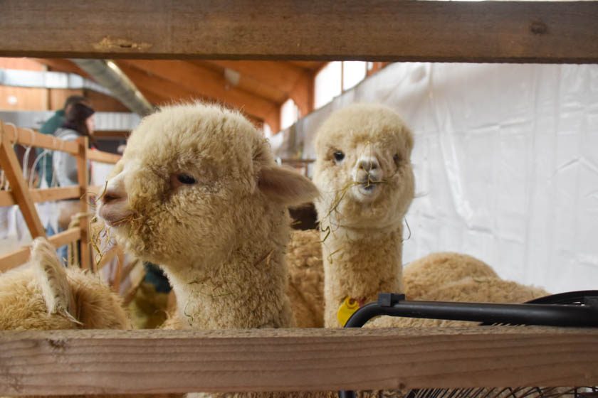 2023-04-08_Alpaka-Show (41 von 76)