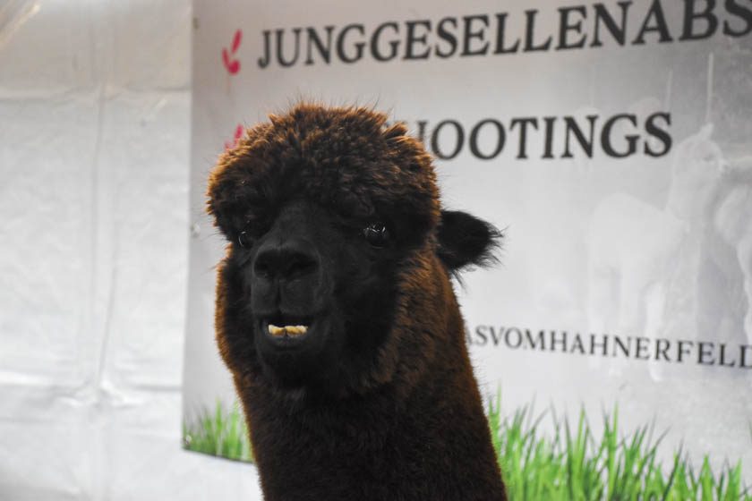 2023-04-08_Alpaka-Show (43 von 76)