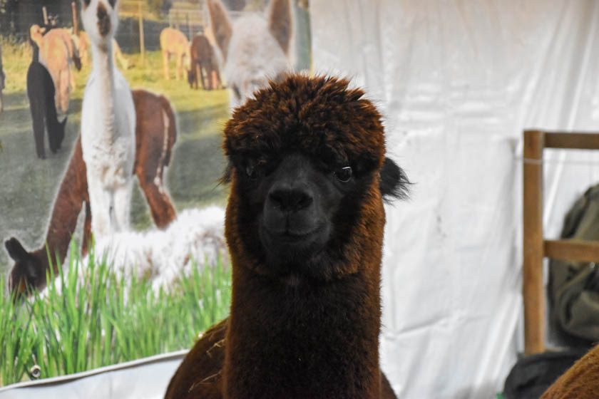 2023-04-08_Alpaka-Show (44 von 76)