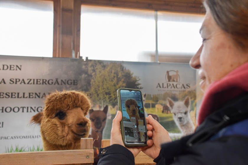 2023-04-08_Alpaka-Show (45 von 76)