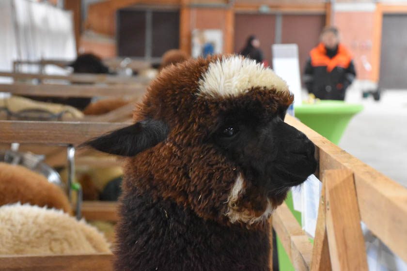 2023-04-08_Alpaka-Show (46 von 76)