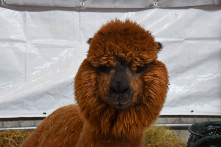 2023-04-08_Alpaka-Show (47 von 76)