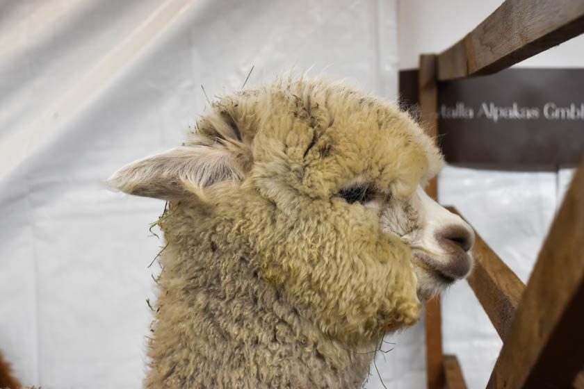 2023-04-08_Alpaka-Show (48 von 76)