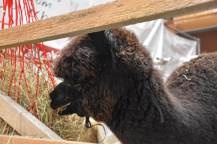 2023-04-08_Alpaka-Show (49 von 76)