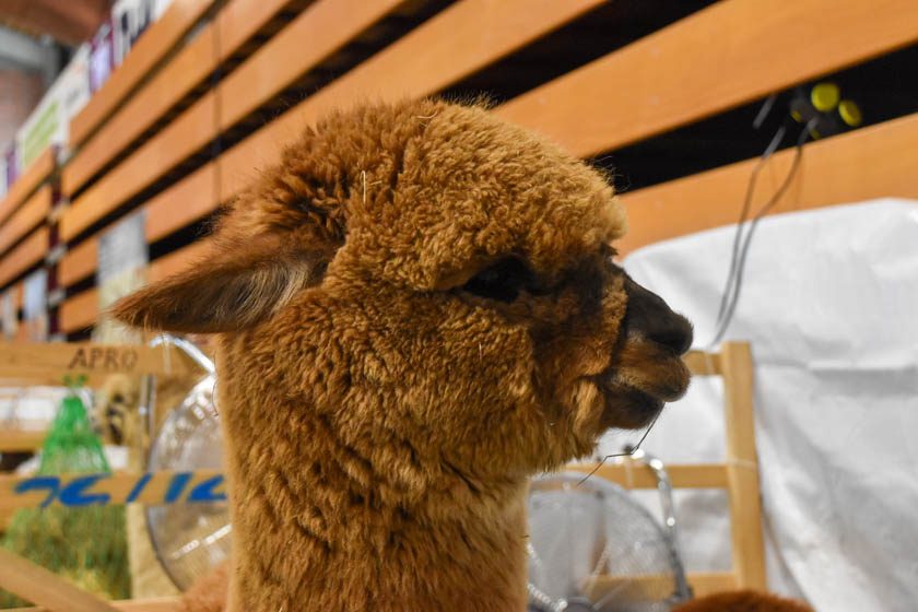 2023-04-08_Alpaka-Show (5 von 76)