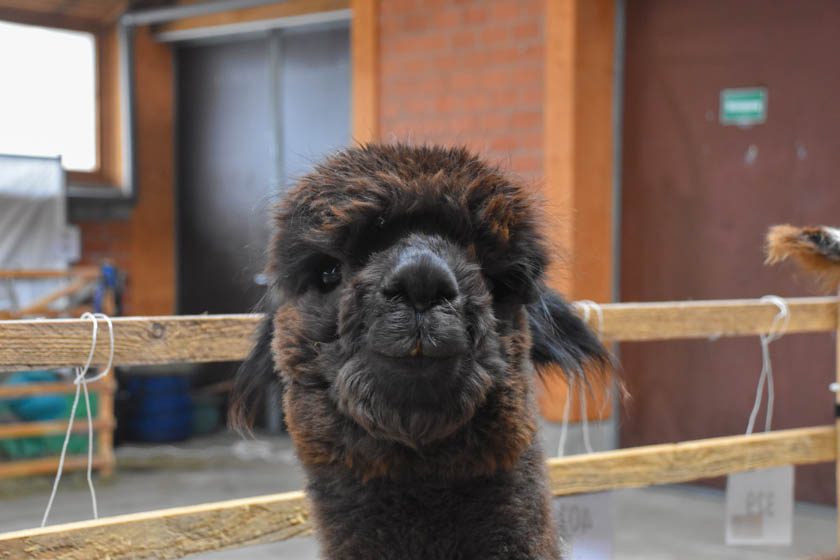 2023-04-08_Alpaka-Show (50 von 76)