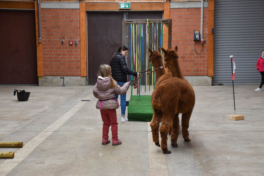 2023-04-08_Alpaka-Show (51 von 76)