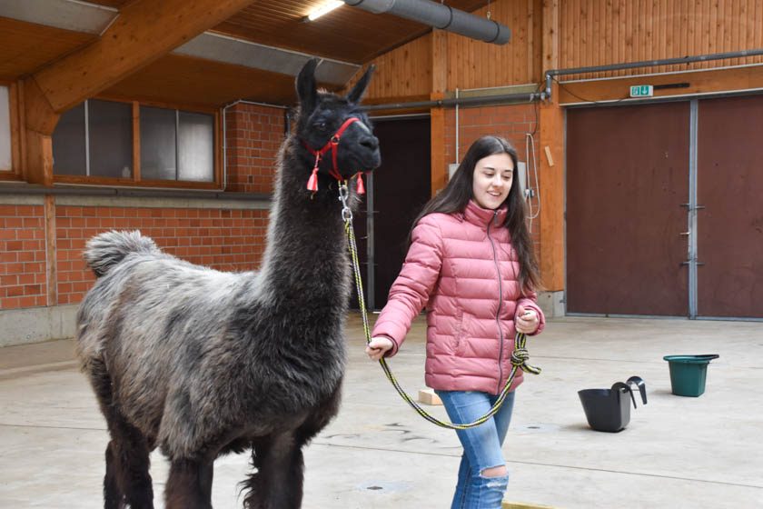 2023-04-08_Alpaka-Show (52 von 76)