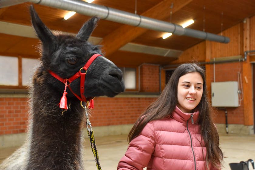 2023-04-08_Alpaka-Show (54 von 76)