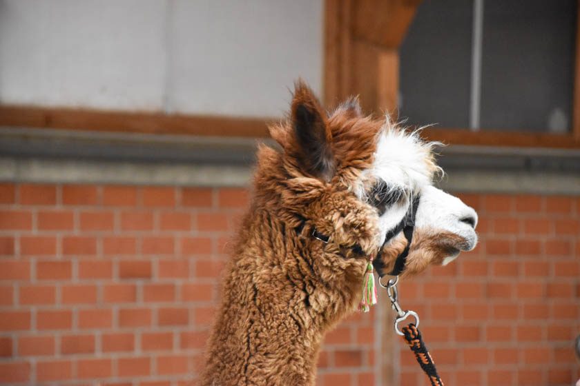 2023-04-08_Alpaka-Show (55 von 76)