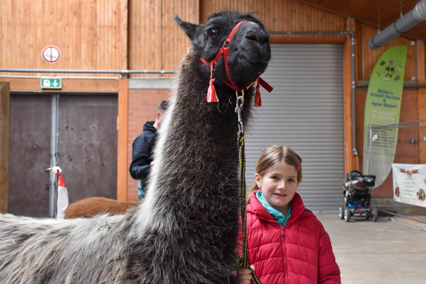 2023-04-08_Alpaka-Show (56 von 76)