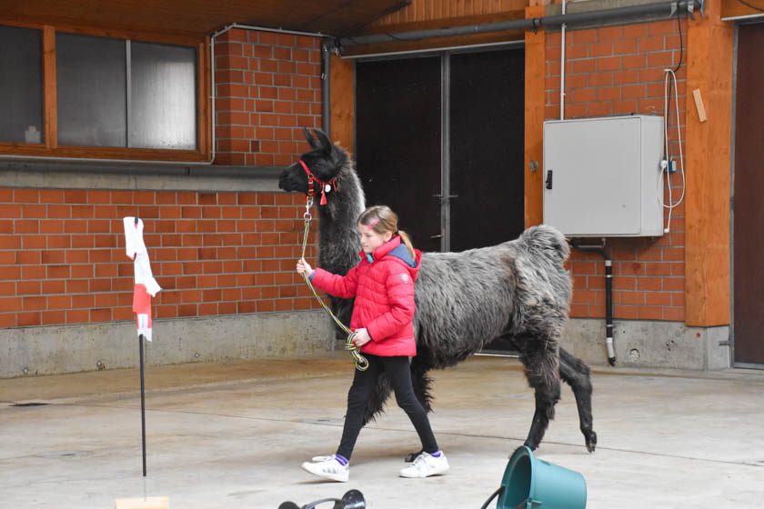 2023-04-08_Alpaka-Show (57 von 76)