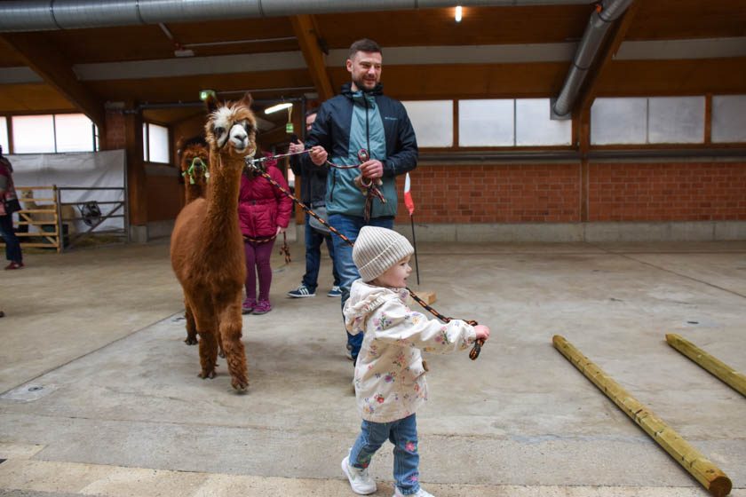 2023-04-08_Alpaka-Show (59 von 76)