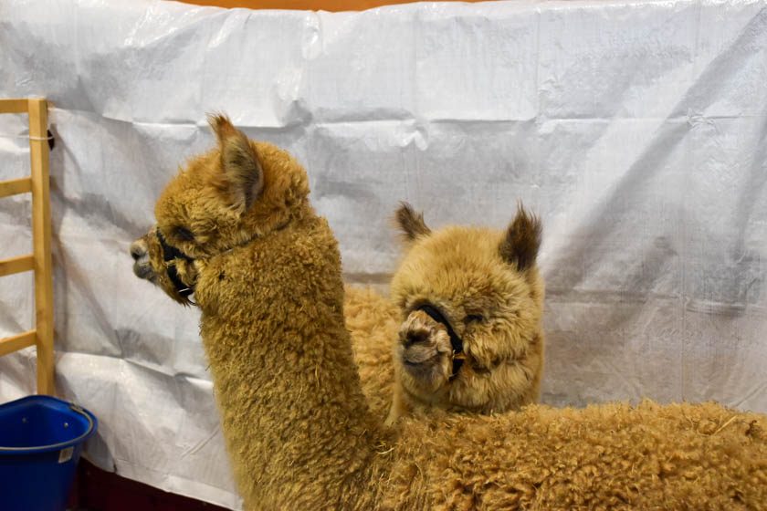 2023-04-08_Alpaka-Show (6 von 76)