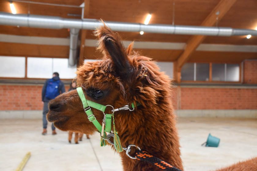 2023-04-08_Alpaka-Show (60 von 76)