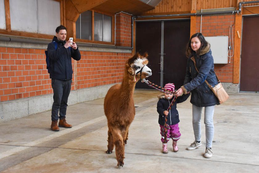 2023-04-08_Alpaka-Show (61 von 76)