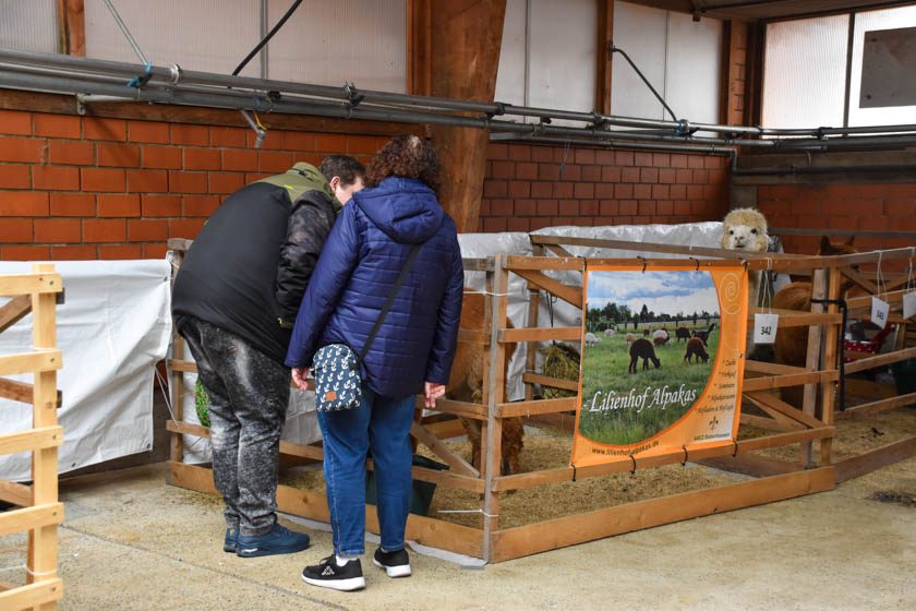 2023-04-08_Alpaka-Show (62 von 76)