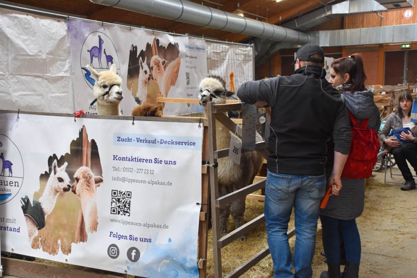 2023-04-08_Alpaka-Show (63 von 76)
