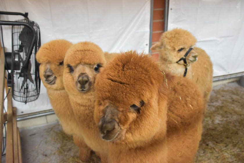 2023-04-08_Alpaka-Show (64 von 76)