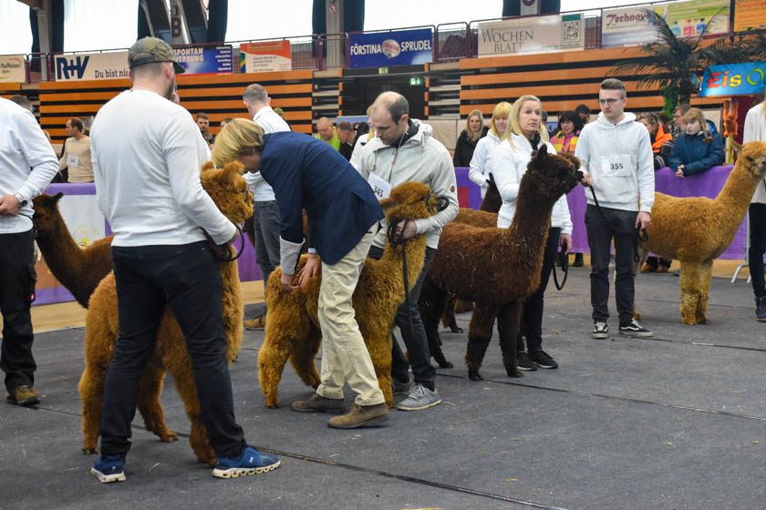 2023-04-08_Alpaka-Show (69 von 76)