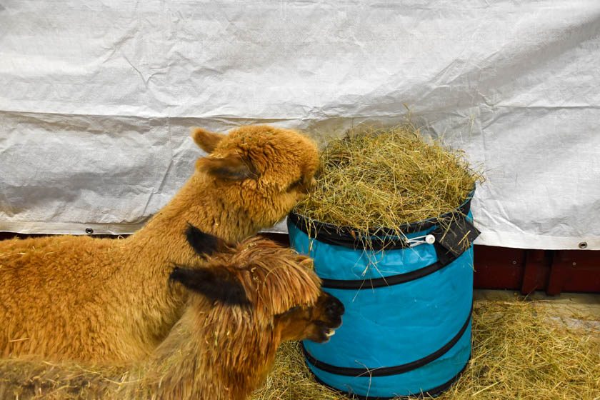 2023-04-08_Alpaka-Show (7 von 76)