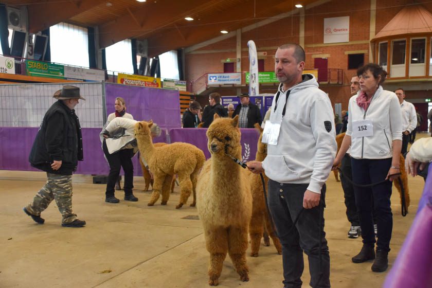 2023-04-08_Alpaka-Show (74 von 76)