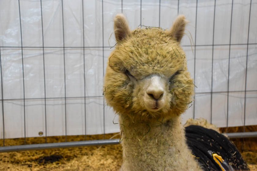 2023-04-08_Alpaka-Show (76 von 76)