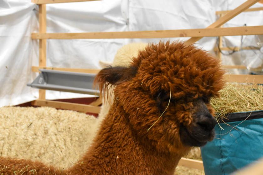 2023-04-08_Alpaka-Show (8 von 76)