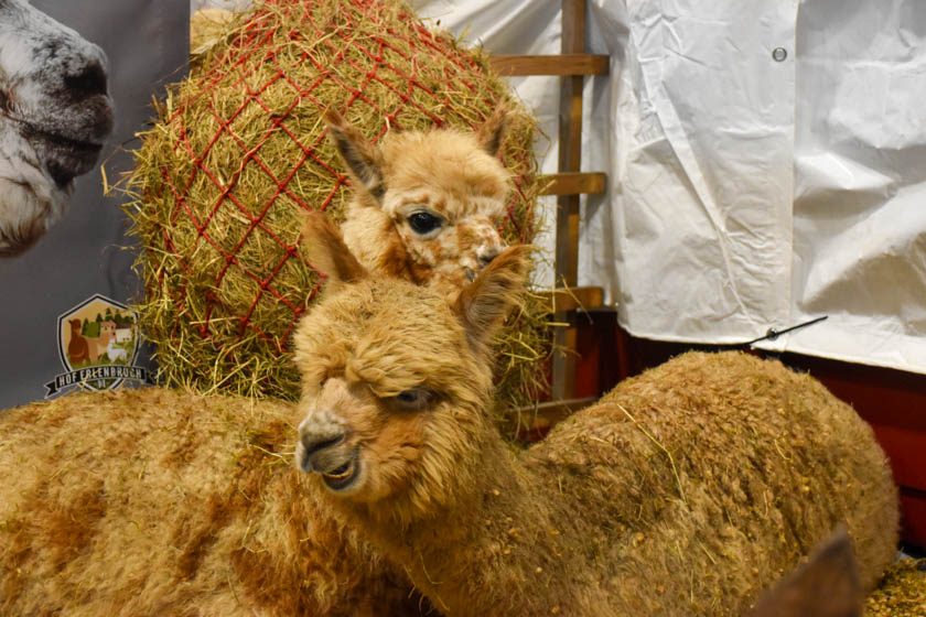 2023-04-08_Alpaka-Show (9 von 76)