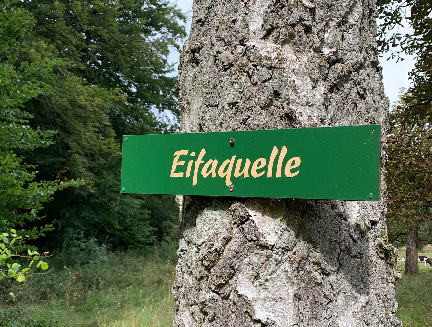 Eifaquelle